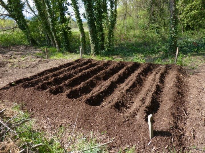 BRF Aubenas - Pommes de terre sur brf