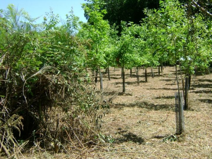 Chênes rouges avant après