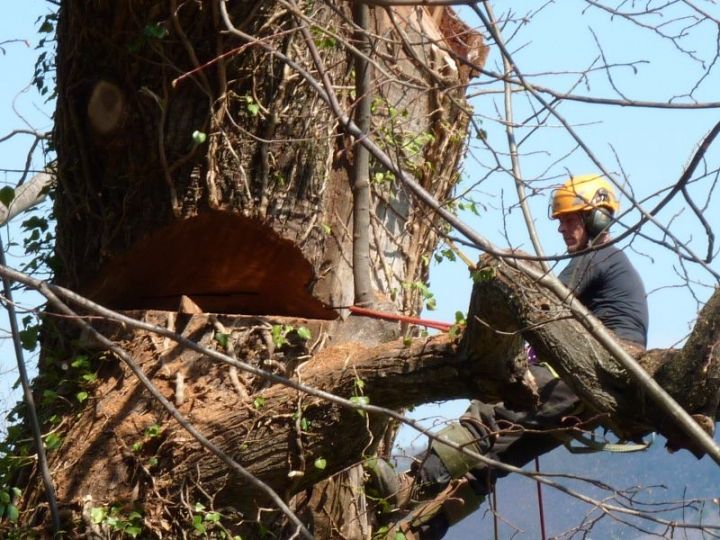 Démontage arbre dans le Gard - Une entaille monstrueuse