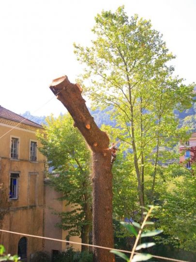 Démontage de la grume