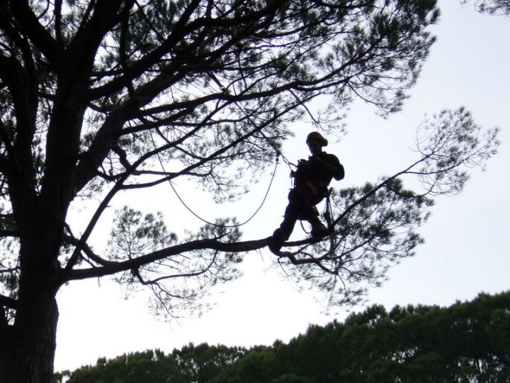 Déplacement en bout de branches