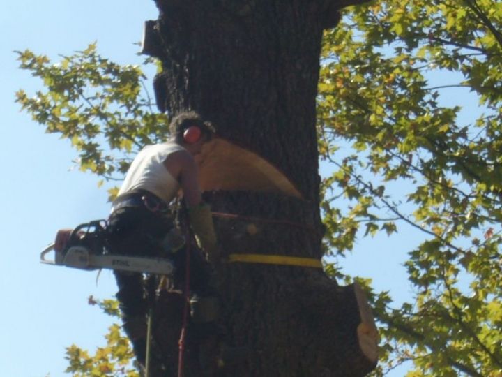 L'entaille donne la direction de l'arbre