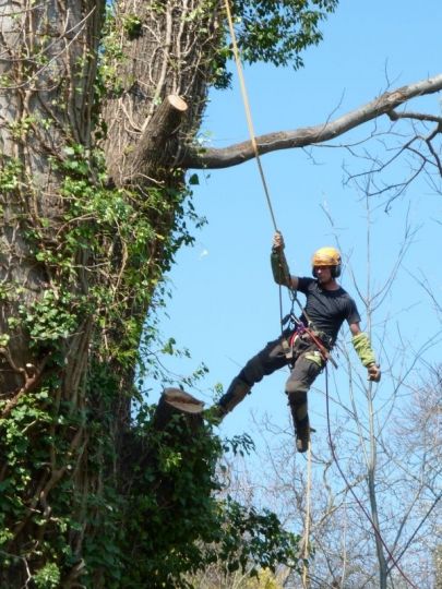 Le grimpeur pendule pour se déplacer dans l'arbre