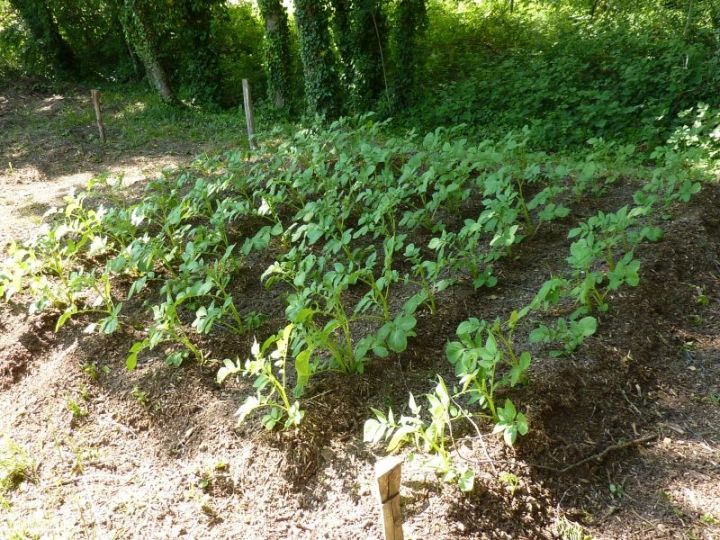 Pommes de terre sur brf