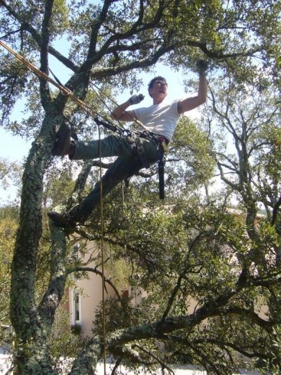 Taille arbre Ramatuelle - Coupe à la scie japonaise