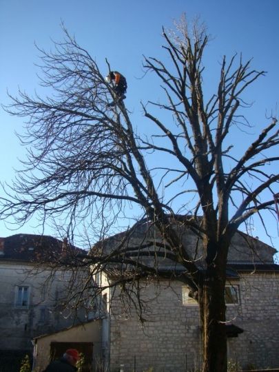 Taille arbre Ruoms - L'élagueur au travail