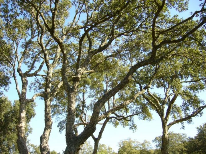 Taille chêne Ramatuelle - L'architecture de l'arbre est degagée