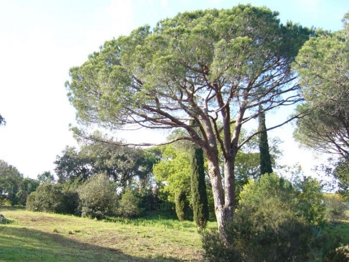 Taille d'arbres à Aubenas - Un résultat impecable